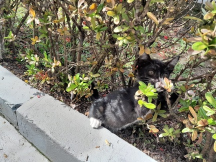 Alguém viu um gatinho?